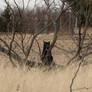 Peering Over the Grasses