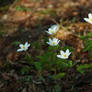 Anemones