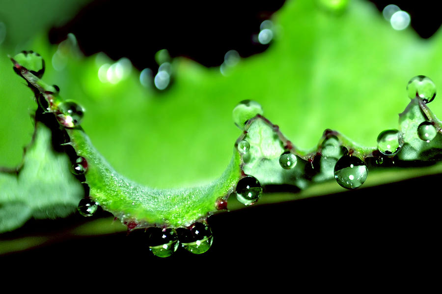 Water Dew Pattern Dews pattern by andrianjati on DeviantArt
