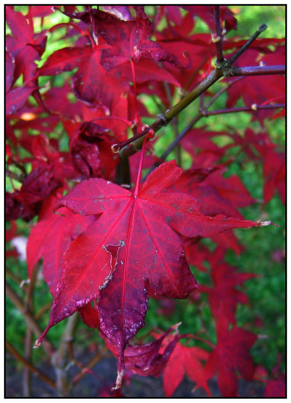 Red leaf by jayfisk on DeviantArt