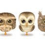 Owl's