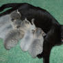 Momma N Kittens