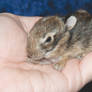 Tiny Bunny