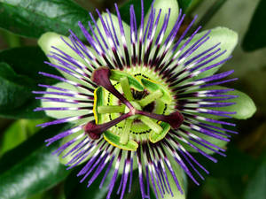 Passion Flower