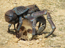 Skull Crab