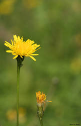 Sonchus L.