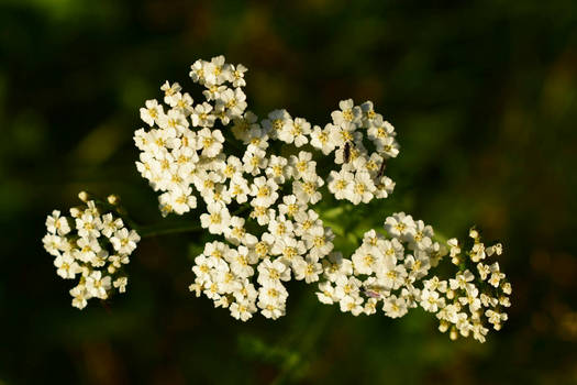 wild flowers