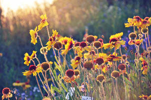 summer flowers