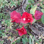 Bougainvillea 5