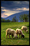 Green pastures by godislove