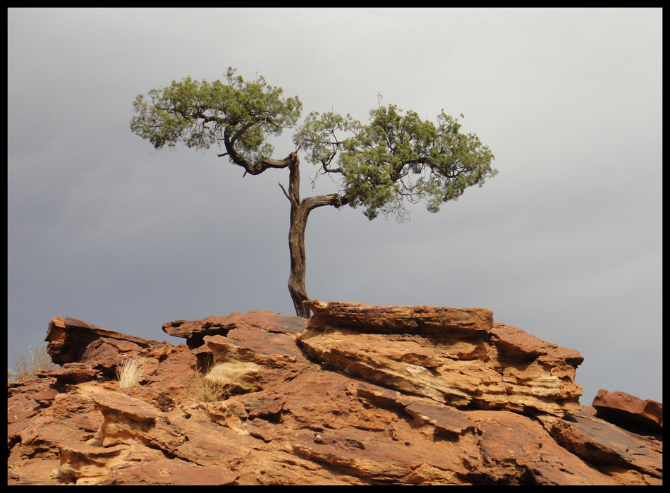 lone tree