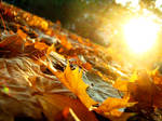 Autumn Leaves by artifexa