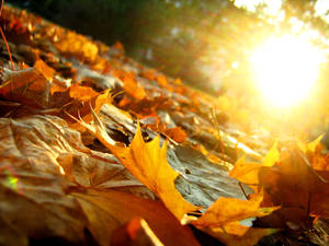 Autumn Leaves by artifexa Autumn Leaves by artifexa