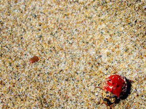 Beach Bug
