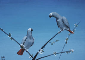 Two African Greys