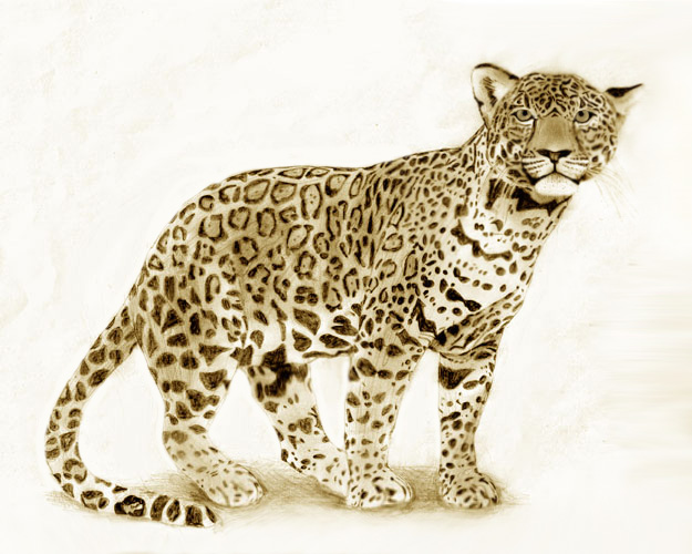 Leopard