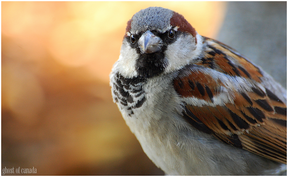 Passer domesticus