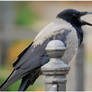 Corvus corone cornix