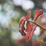 Lively Leaves