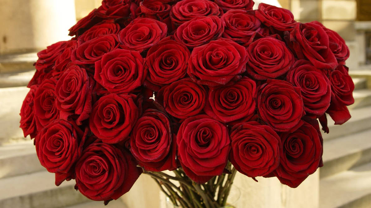 Сделать 2 фото розы. Шикарный букет роз. Шикарный букет красных роз. Большой букет роз.