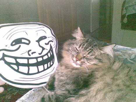 Cat vs Coolface