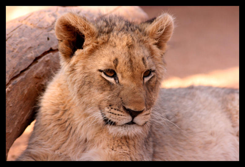 Avoir Images Lion Has A Sense Of Humour By Ubhejane On Deviantart dernière salutations