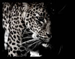 Black and White Beauty by Ubhejane