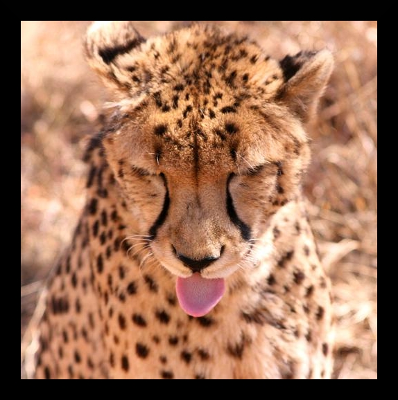 Cheetah Raspberry