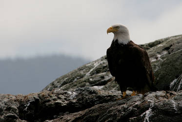 Sentinel