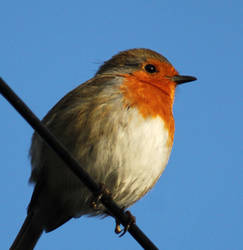 Mr Robin