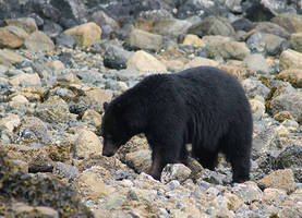 Beachcomber