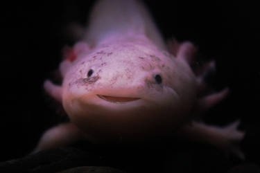 Salamanders And Newts On Allaquatic Deviantart Salamanders And Newts On Allaquatic Deviantart