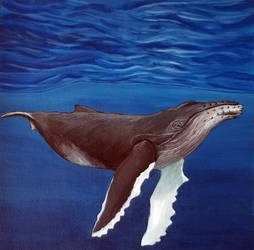 Humpback Whale