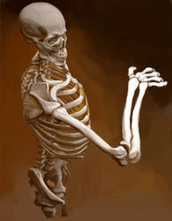 Skeleton Study