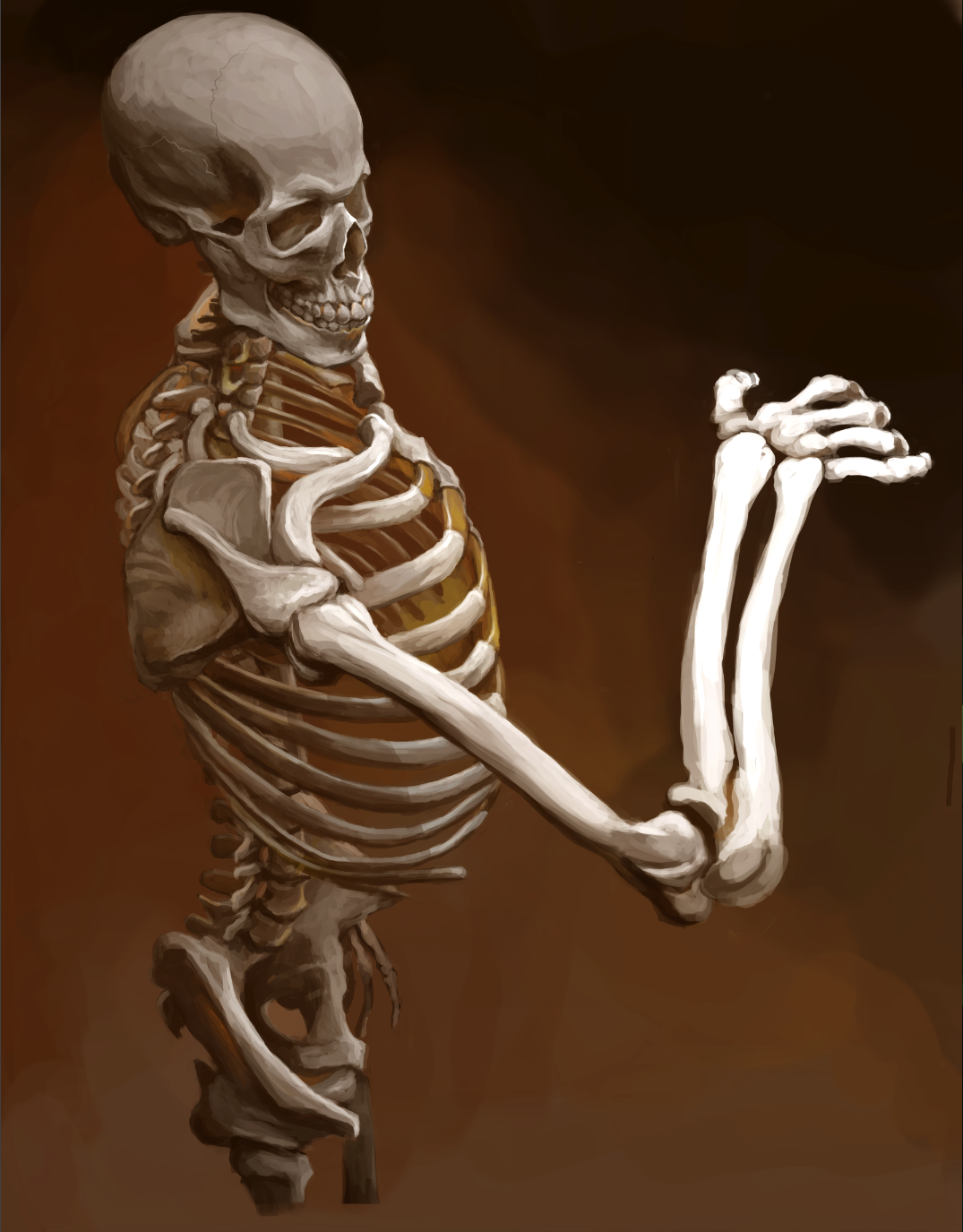 Skeleton Study