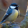 Great Tit
