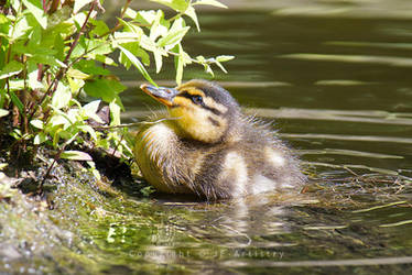 Hatched Duckling