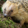 Hedgehog