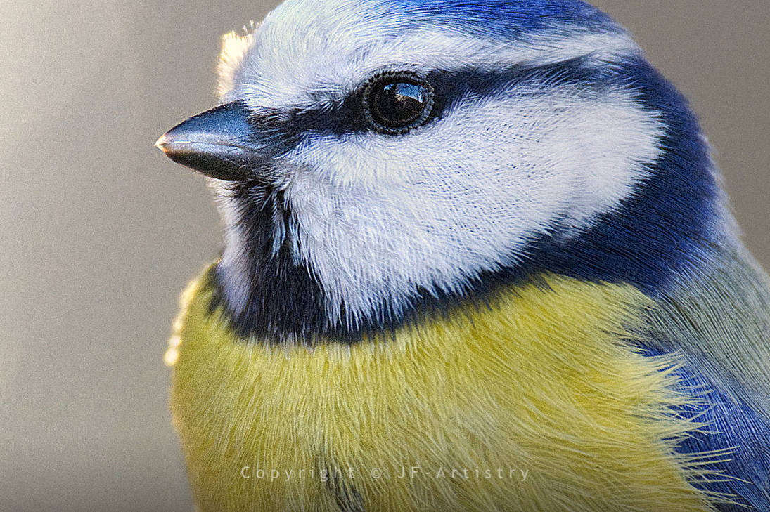 Blue Close Blue Tit Close-Up by JF-Artistry on DeviantArt