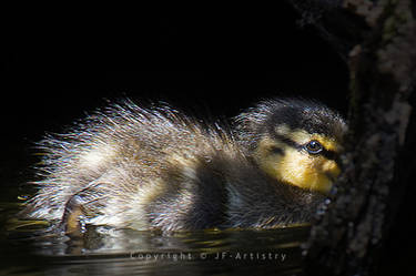 Duckling on Pond