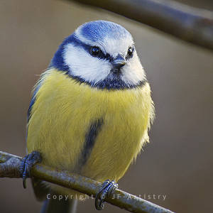 Blue Tit on Twig