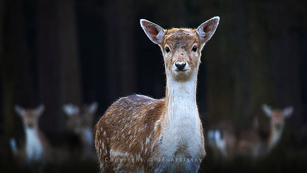 Fallow Deer / Damhirschkuh