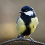 Kohlmeise auf Ast / Great Tit on Branch