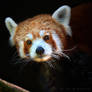 Red Panda Closeup / Kleiner Panda