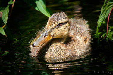 Duckling on pond / Entchen auf Teich