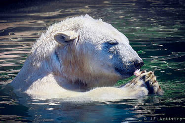 Polar bear feeding / Eisbaer beim fressen