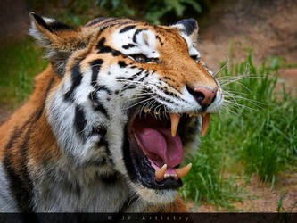 Roaring Tiger / Fauchender Tiger