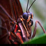 Butterfly macro / Makro Aufnahme eines Schmetterli