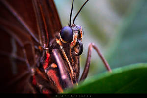 Butterfly macro / Makro Aufnahme eines Schmetterli