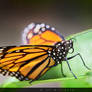 Butterfly on leaf / Schmetterling auf Blatt